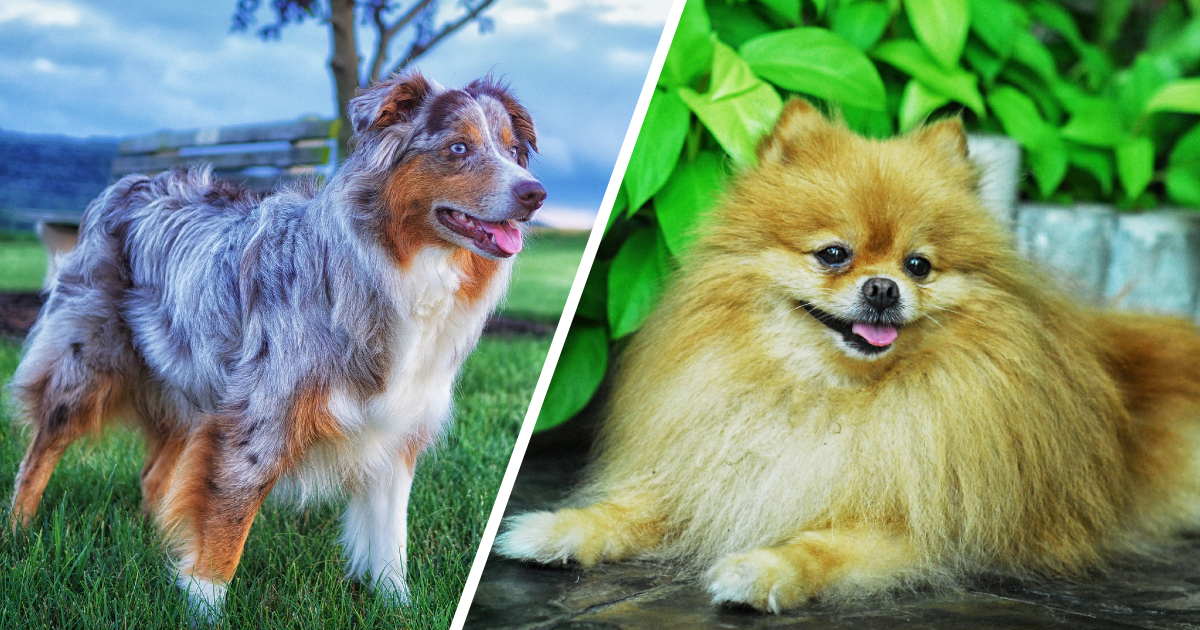 America’s 50 top dog breeds ranked and why we love them