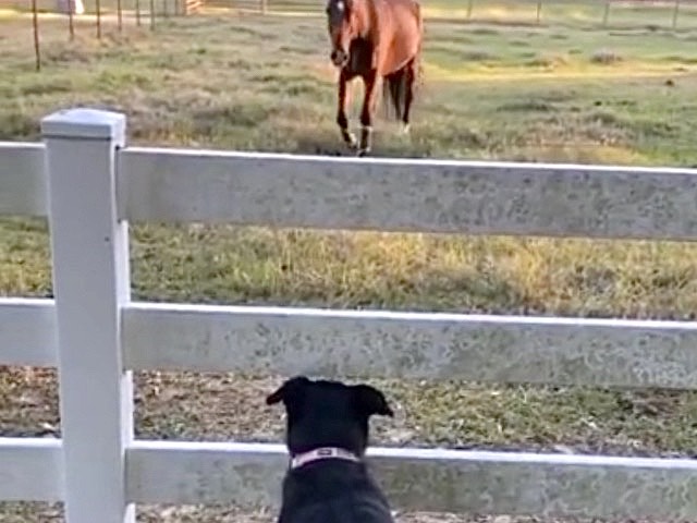 Puppies and a Gentle Giant? Watch Their Battle Against Time and Heartbreak