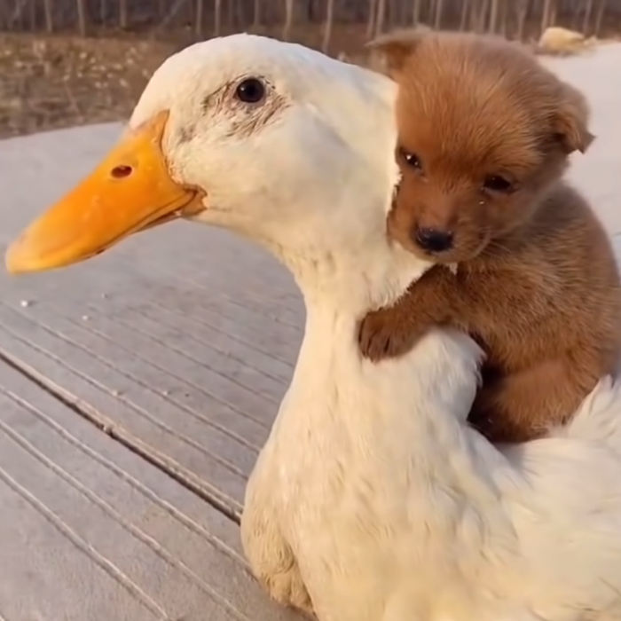 Adorable Puppy Absolutely Loves His Duck Buddy And We Could Watch Them 