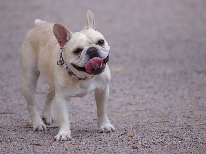 Chubby French bulldog throws hilarious tantrum over her new diet