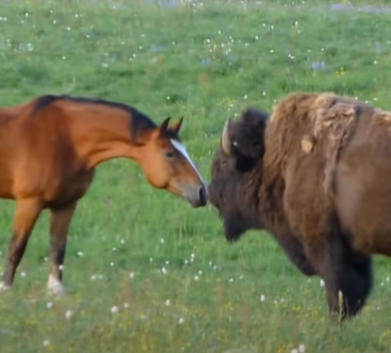 Bison Walks Right Up To Herd Of Horses