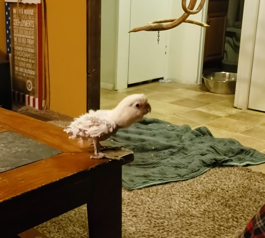 Adorable cockatoo has the best time dancing to Abba’s “Dancing Queen”