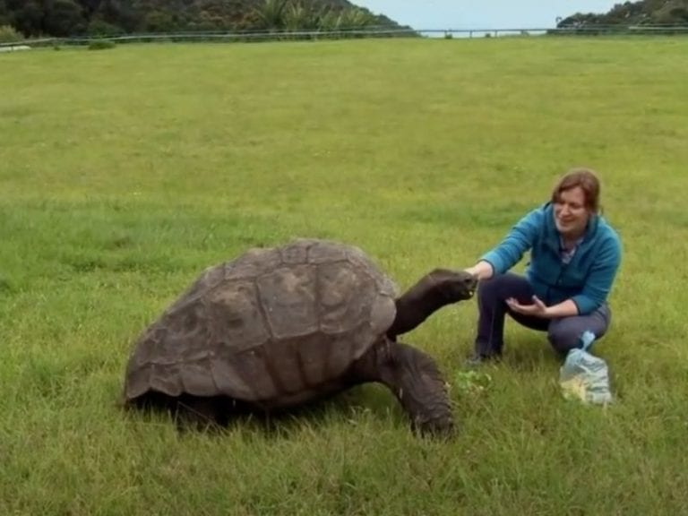 Meet the Tortoise known as the “oldest animal in the world”