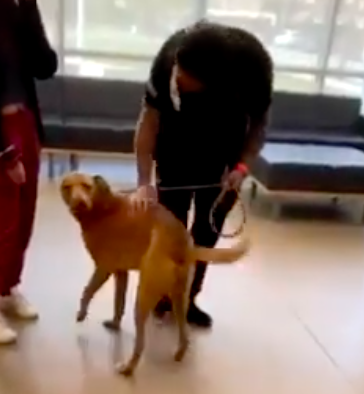 Army vet who vowed never to give up on lost dog reunites with him 4 ...