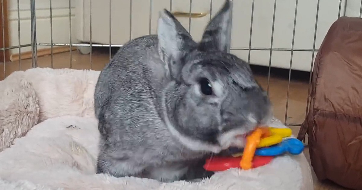 Bunny throws adorable little tantrum at owner trolling him
