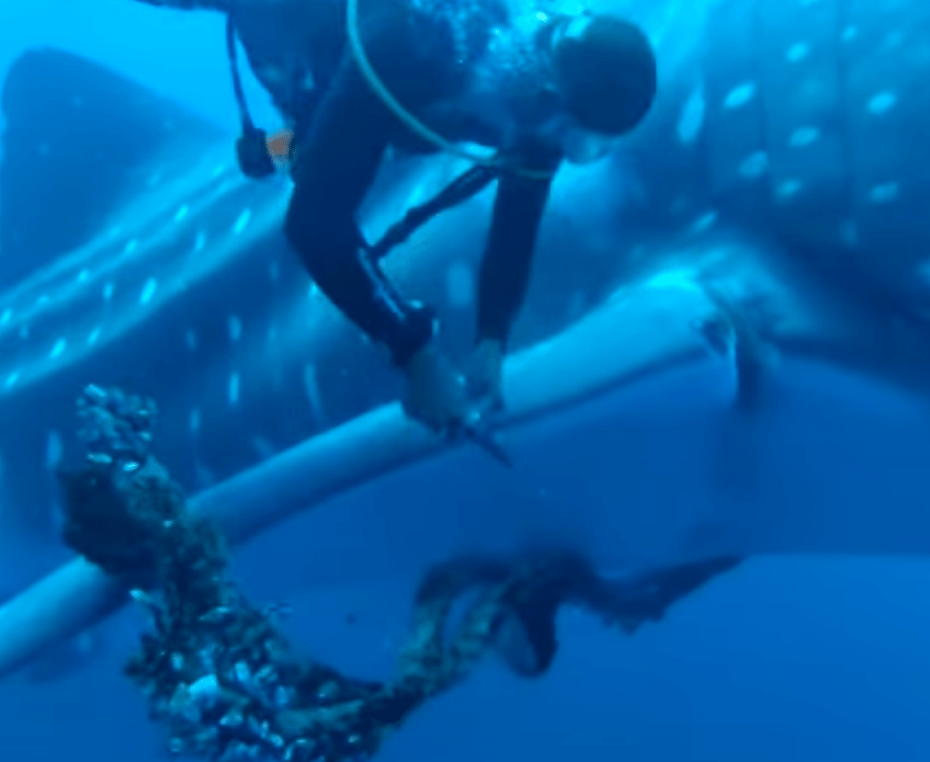 Giant whale sharks swims up to diver and grabs his hand to ask for help
