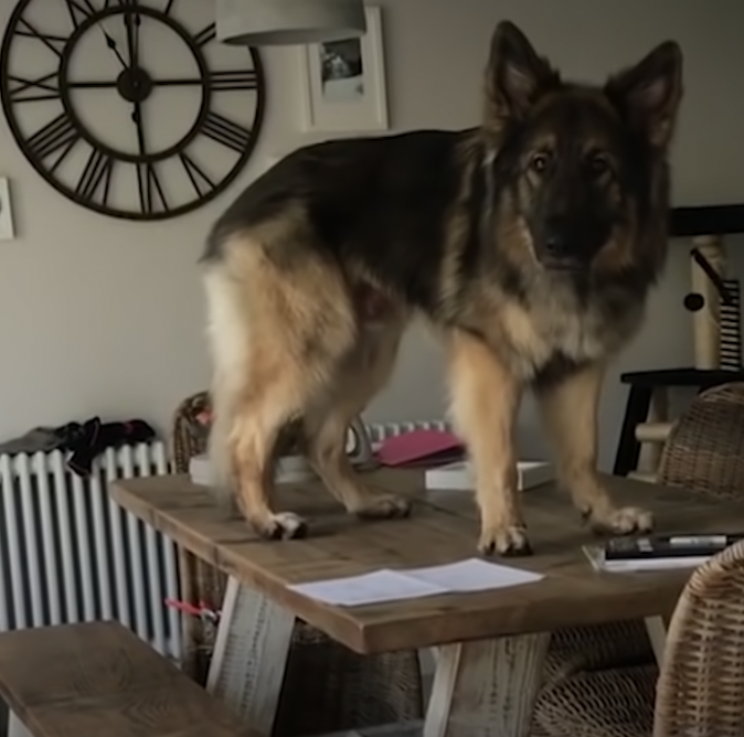 Naughty German Shepherd meets his match – a toddler