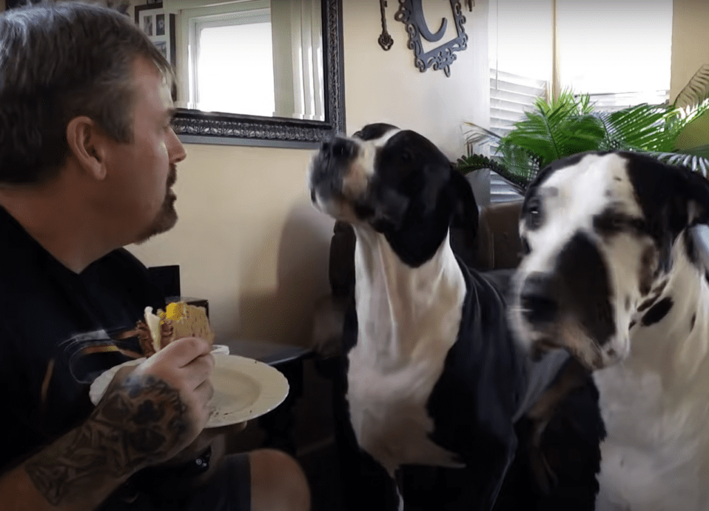 Great Dane throws hilarious temper tantrum when dad won’t give him a ...