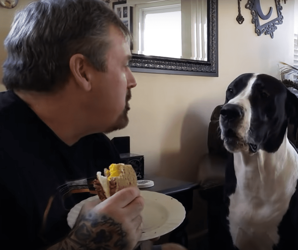 Great Dane throws hilarious temper tantrum when dad won’t give him a ...