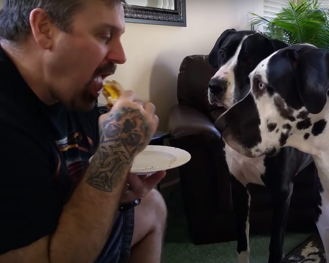 Great Dane throws hilarious temper tantrum when dad won’t give him a ...