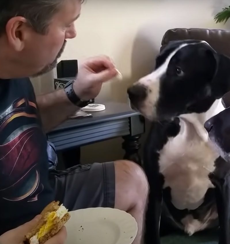 Great Dane throws hilarious temper tantrum when dad won’t give him a ...