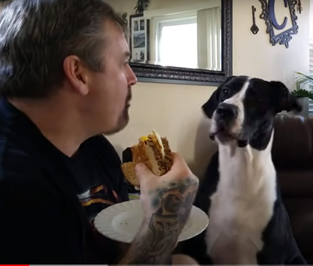 Great Dane throws hilarious temper tantrum when dad won’t give him a ...