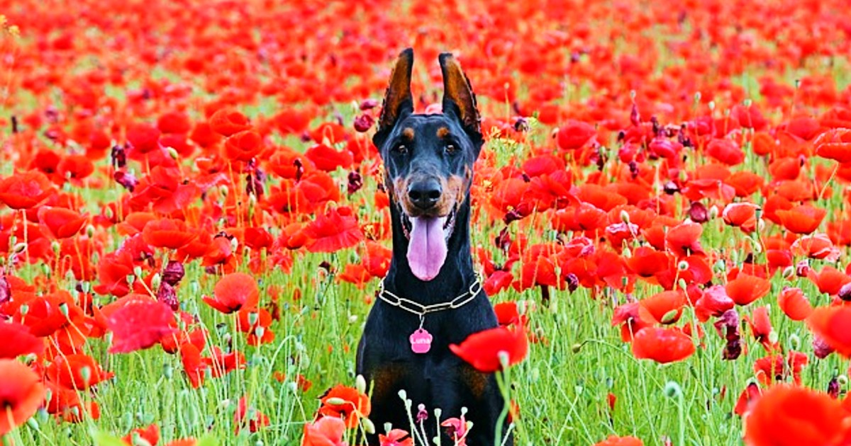 Here’s The Most Popular Dog Breed In Each State