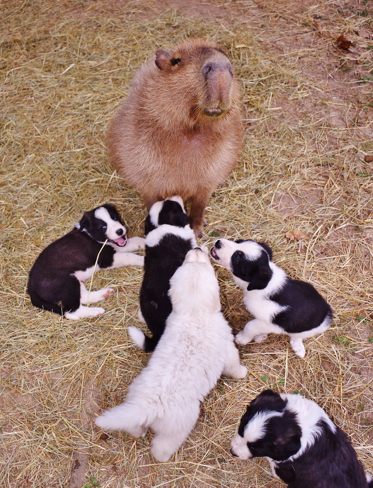 Capybara falls in love with every animal at new rescue sanctuary