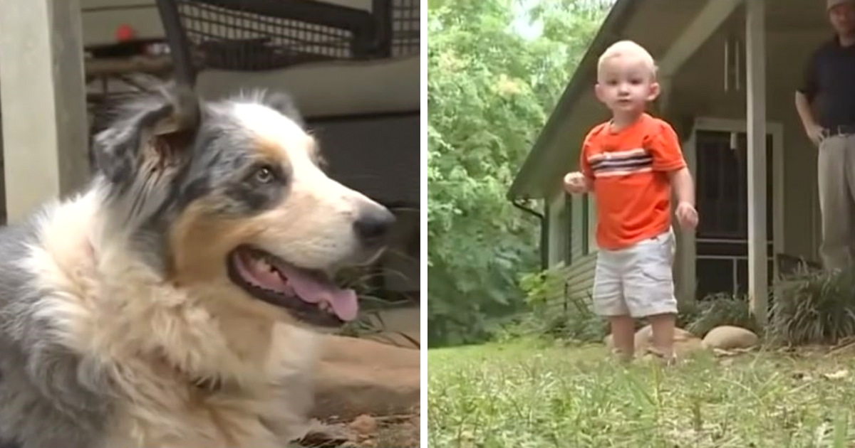 Dog Is Hailed A Hero After Saving Baby From Dangerous Creature In Yard
