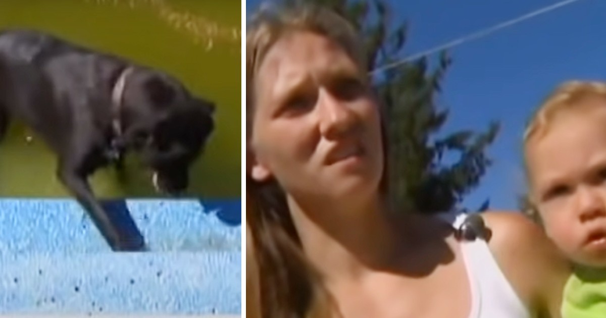 Dog saves 14-month-old baby from drowning in pool
