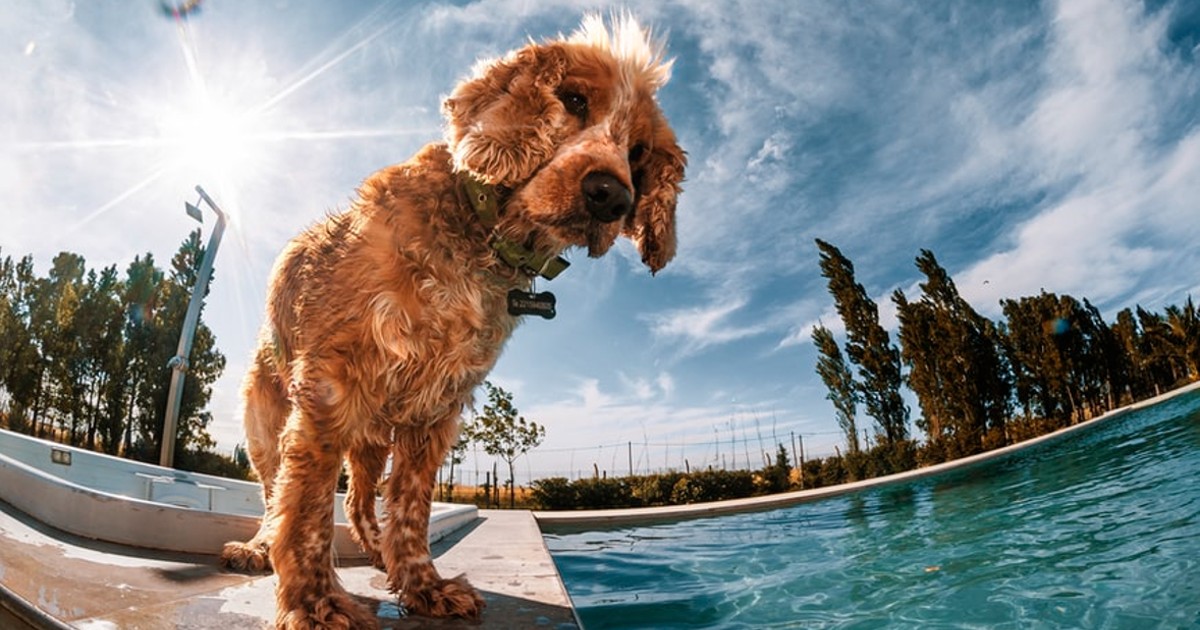 Dog saves 14-month-old baby from drowning in pool