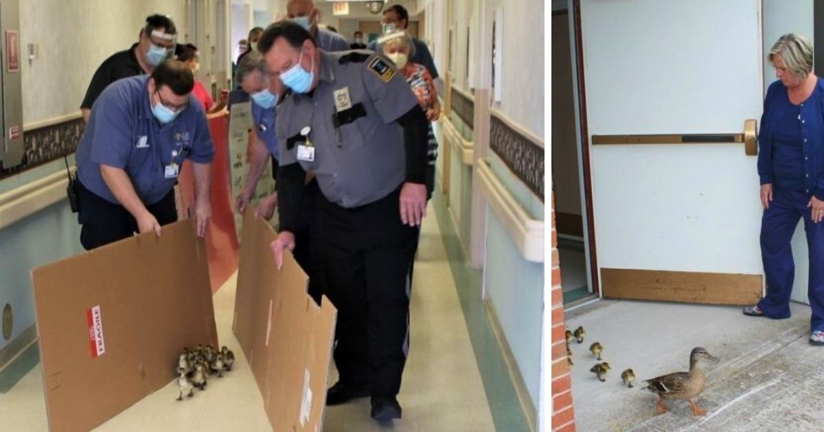 Proud mama duck parades her new babies through longterm care home each year