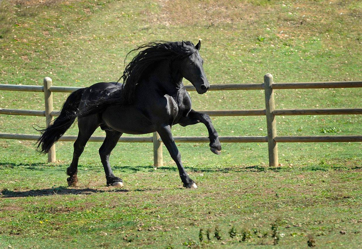 Horse named Frederik the Great is declared most handsome in world