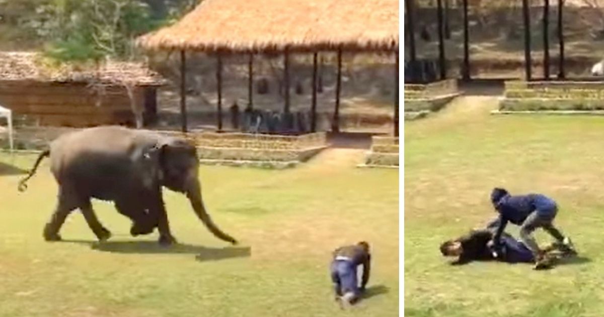 Elephant comes stomping to the rescue of caregiver he sees being “attacked”