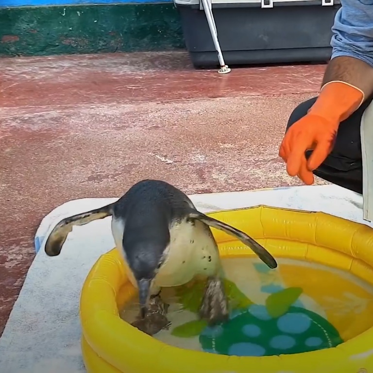 Kind man helps orphaned baby penguin overcome her fear of water