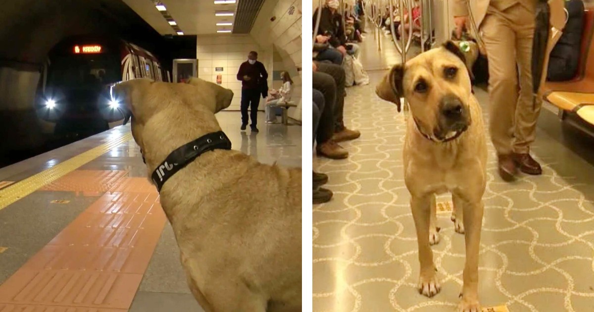 Stray dog takes the subway by himself every single day