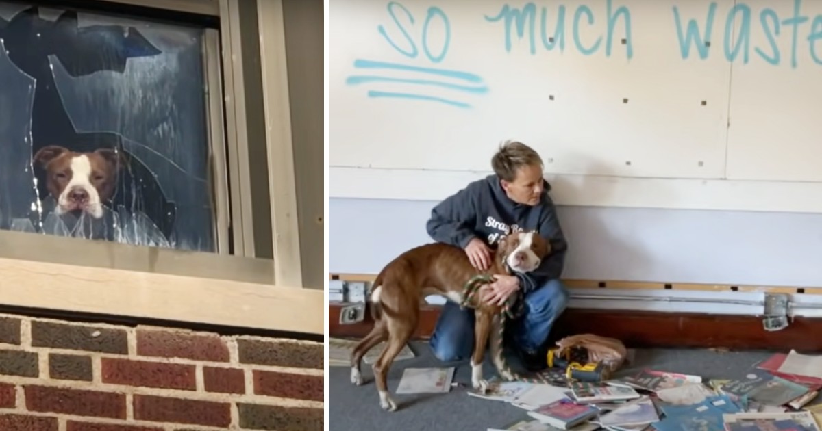 Rescuers hear distressed howls and find pit bull left behind in ...
