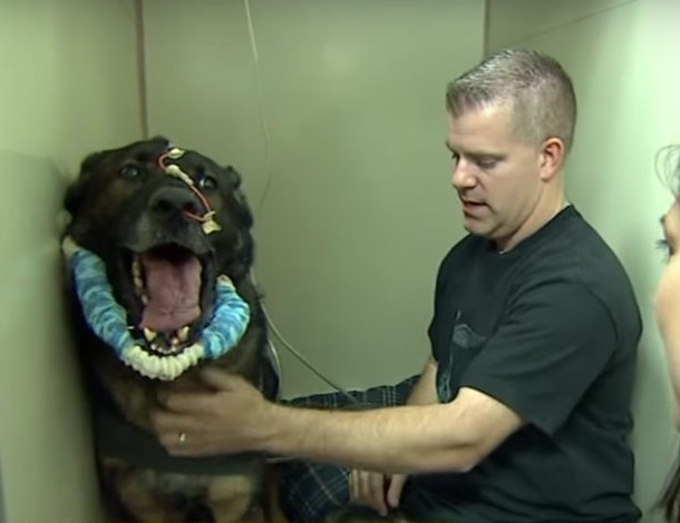 Police dog shot in the line of duty reunites with beloved partner