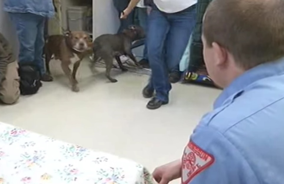 Firefighters reunite with 6 pitbulls they saved from devastating fire