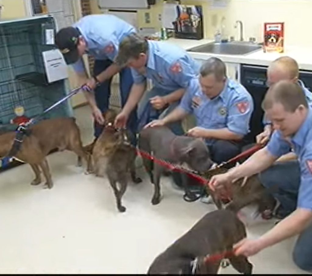 Firefighters reunite with 6 pitbulls they saved from devastating fire