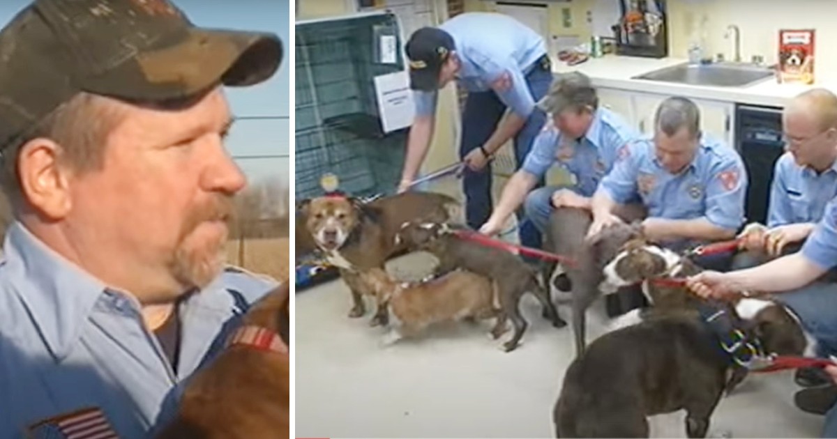 Firefighters reunite with 6 pitbulls they saved from devastating fire