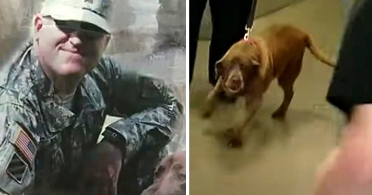 Army vet has emotional reunion with K9 partner 2 years after being ...