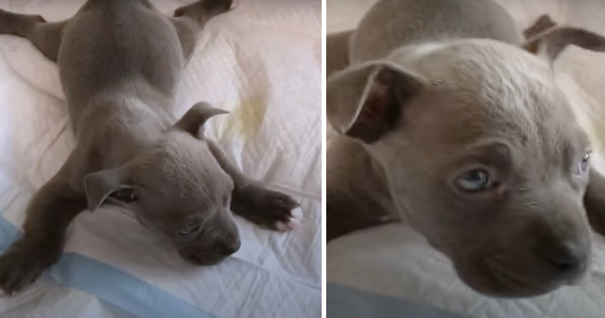 Brave ‘starfish’ puppy is so determined to run