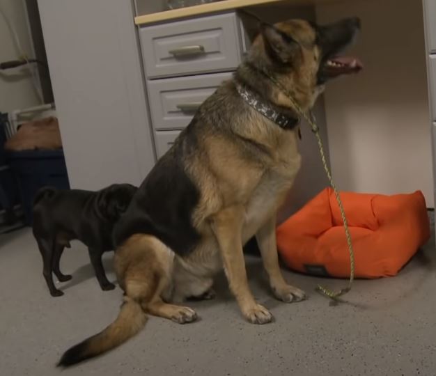 Cesar Millan takes muzzle off "angry" German Shepherd to reveal his