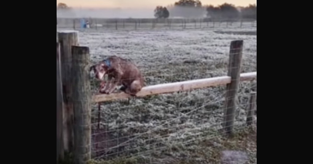 Dog found abandoned in freezing field with four-word note on collar