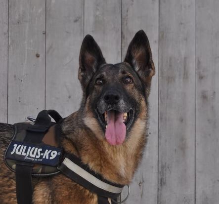 K9 injured in line of duty is honored when released from hospital