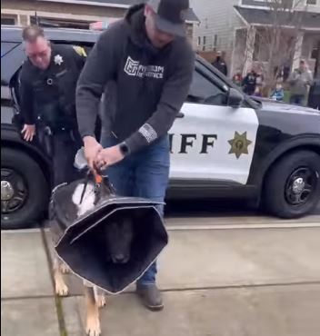 K9 injured in line of duty is honored when released from hospital