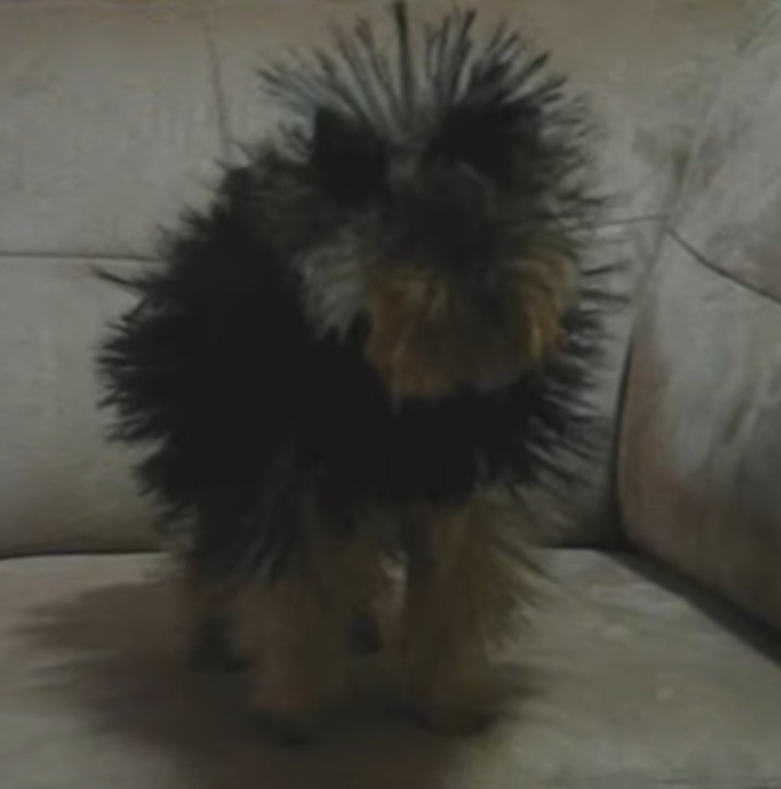 Dog rubs himself up against couch and gets hilariously super charged