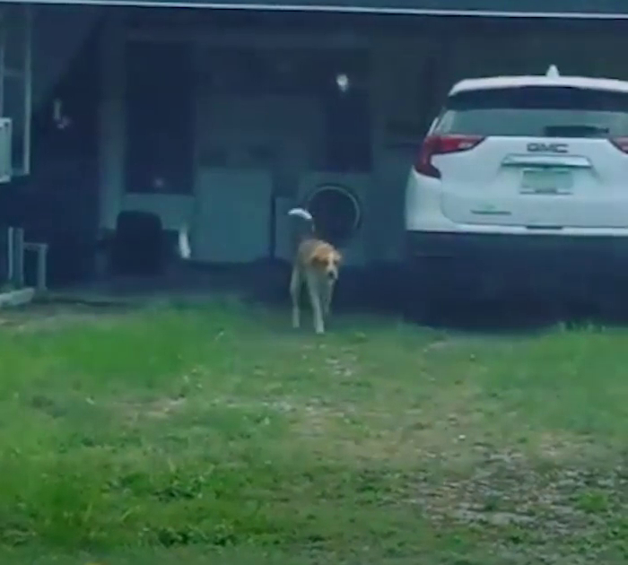 Stray dog keeps showing up at house and then one day brings out ‘friend’