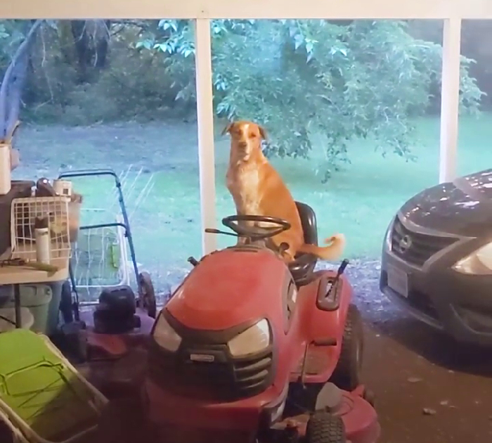 Stray dog keeps showing up at house and then one day brings out ‘friend’