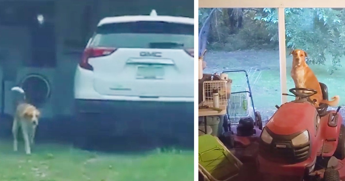 Stray dog keeps showing up at house and then one day brings out ‘friend’