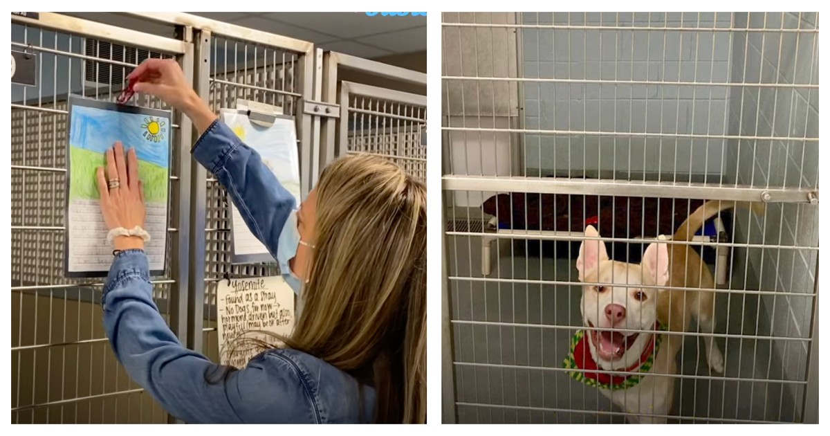 Kids write persuasive letters for shelter dogs to find a home & it ...