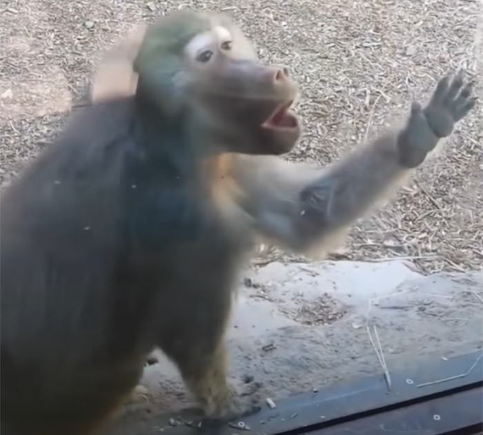 Monkeys watch magic tricks and they can't wrap their heads around it