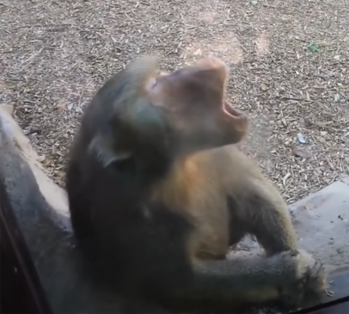 Monkeys watch magic tricks and they can't wrap their heads around it