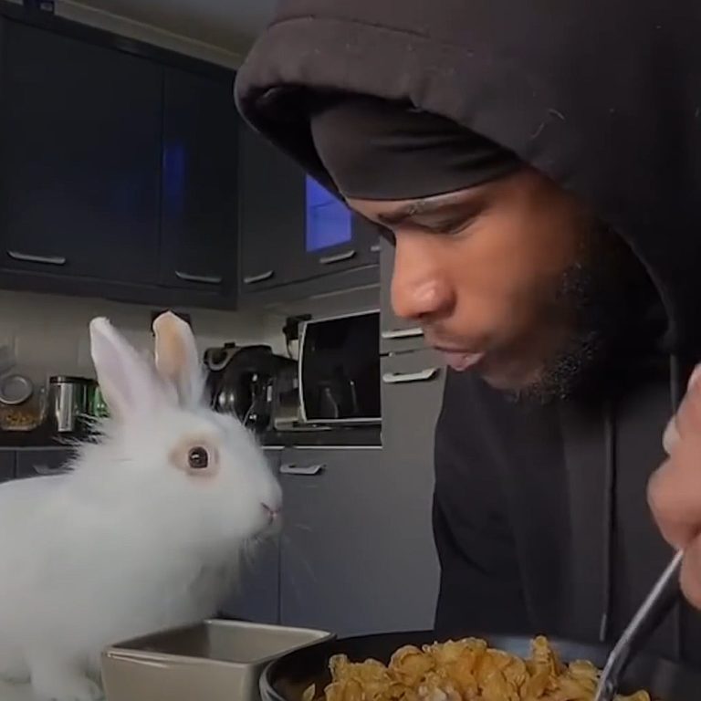 Man finds abandoned bunny at the park and becomes his instant dad