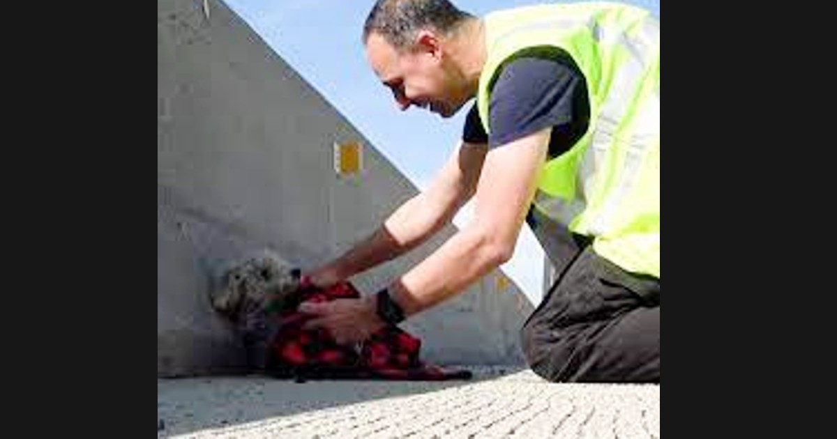 Man stops traffic to save dog stranded in middle of highway