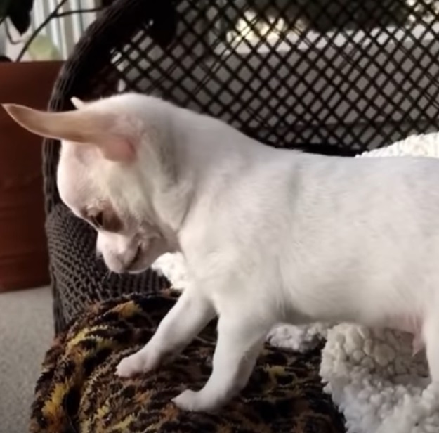 Chihuahua puppy throws adorable ‘tantrum’ when sibling steals toy