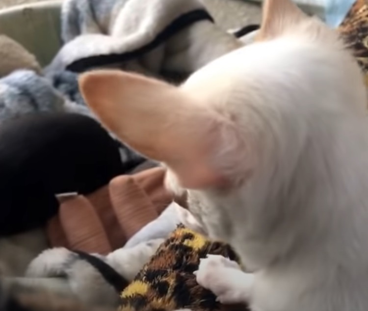 Chihuahua puppy throws adorable ‘tantrum’ when sibling steals toy