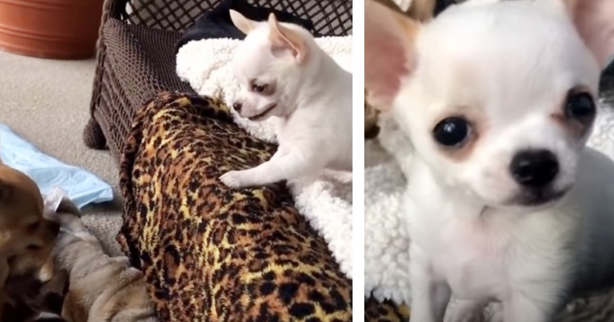 Chihuahua puppy throws adorable ‘tantrum’ when sibling steals toy