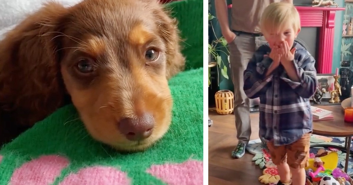 Little boy finally gets ‘dog of his dreams’ after years of asking